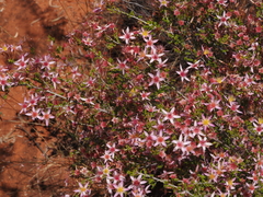 Calytrix longiflora (Calytrix longiflora)