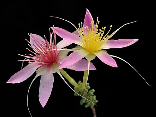 Calytrix longiflora: Calytrix longiflora in the Australian National Botanic Gardens