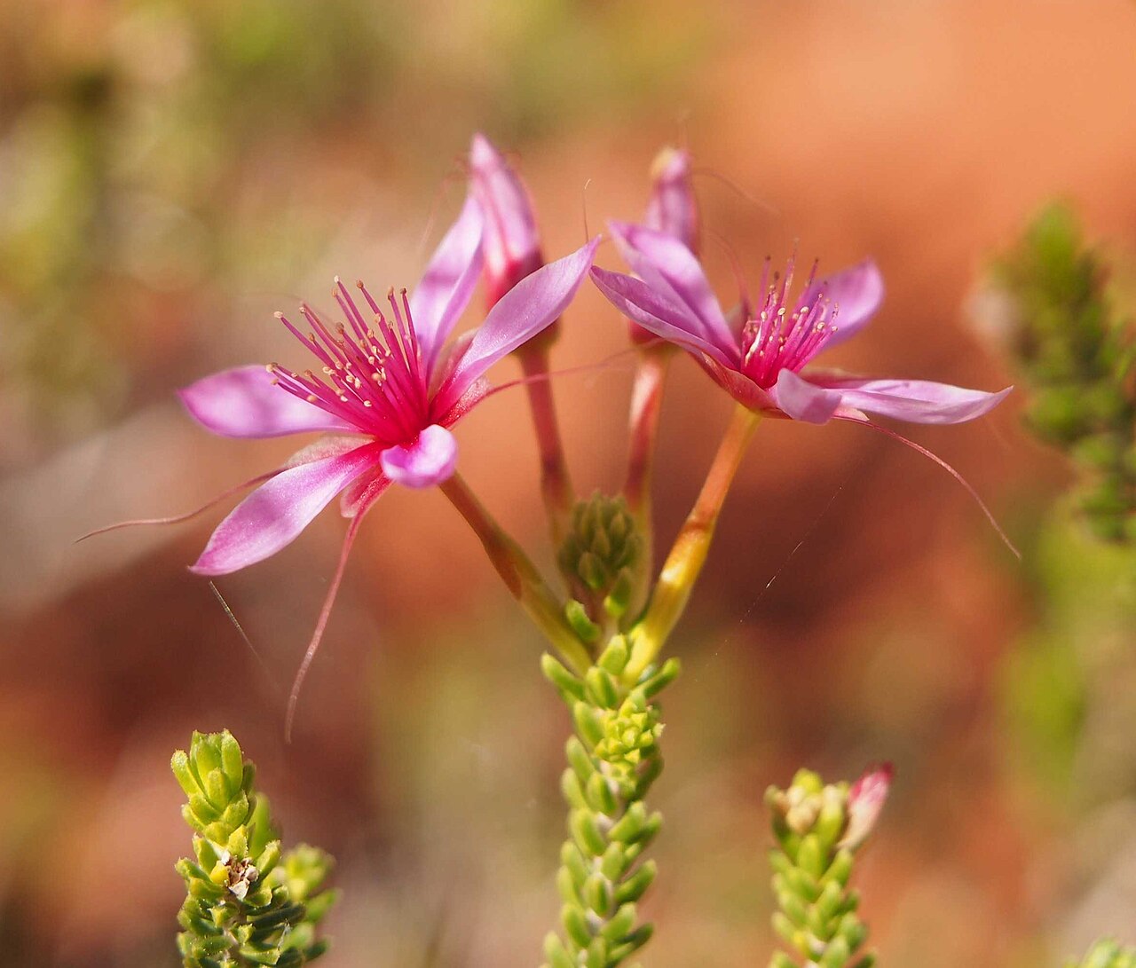 Calytrix longiflora: Calytrix longiflora flowers