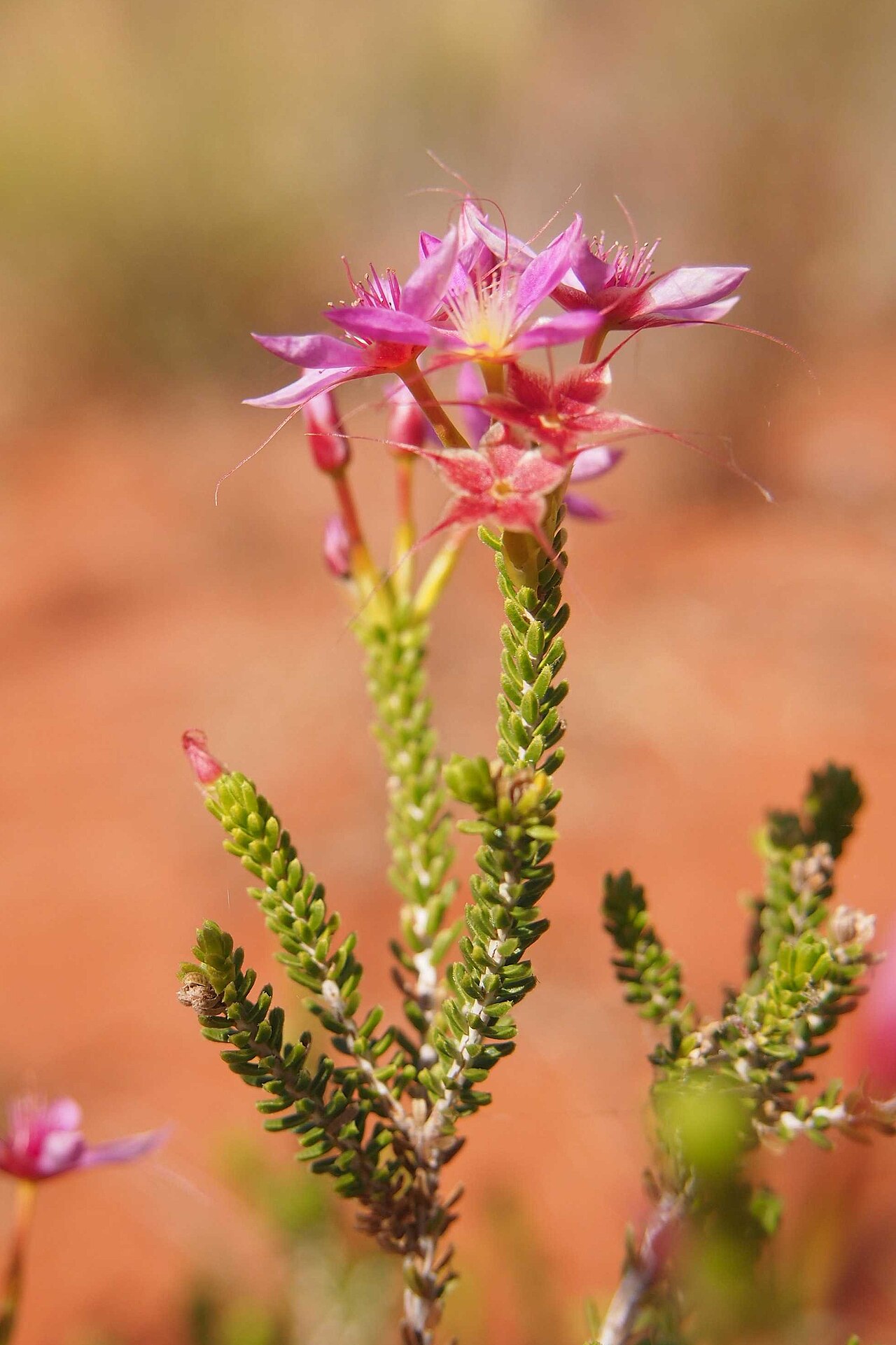 Calytrix longiflora: Calytrix longiflora flowers and foliage