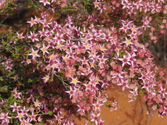 Calytrix longiflora (Calytrix longiflora)