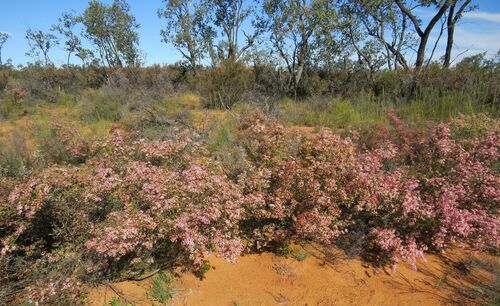 Calytrix longiflora (Calytrix longiflora)