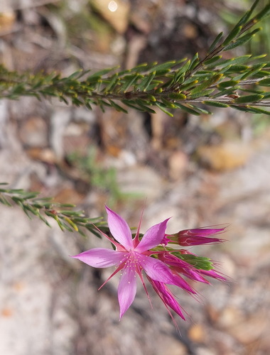 Calytrix megaphylla (Calytrix megaphylla)