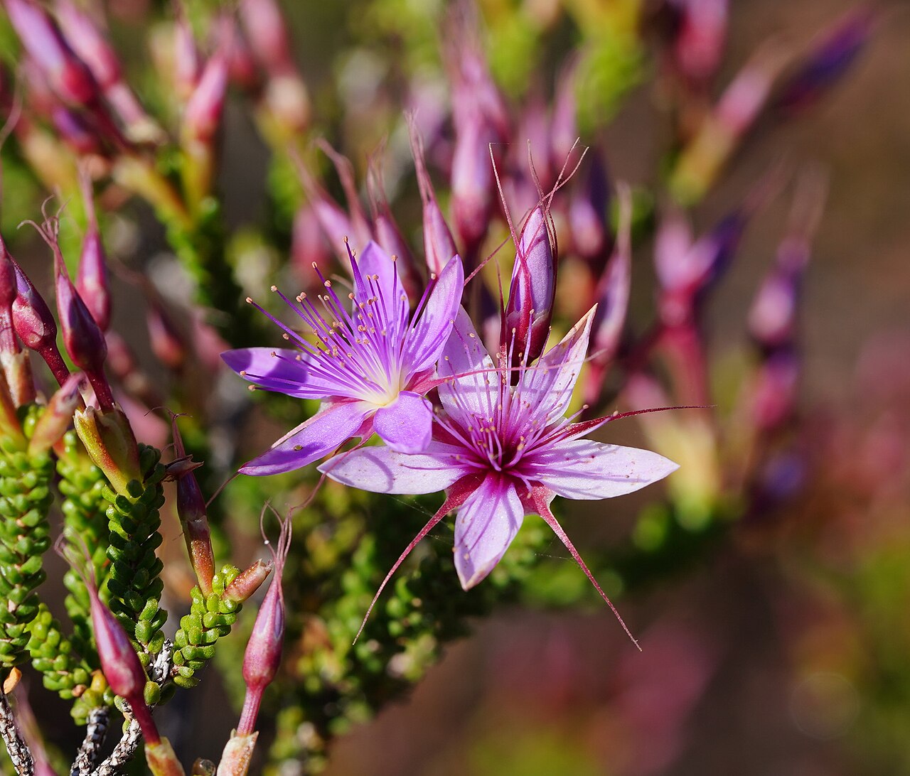 Calytrix microcoma: Calytrix microcoma near the Sawpit Gorge lookout in White Mountains National Park