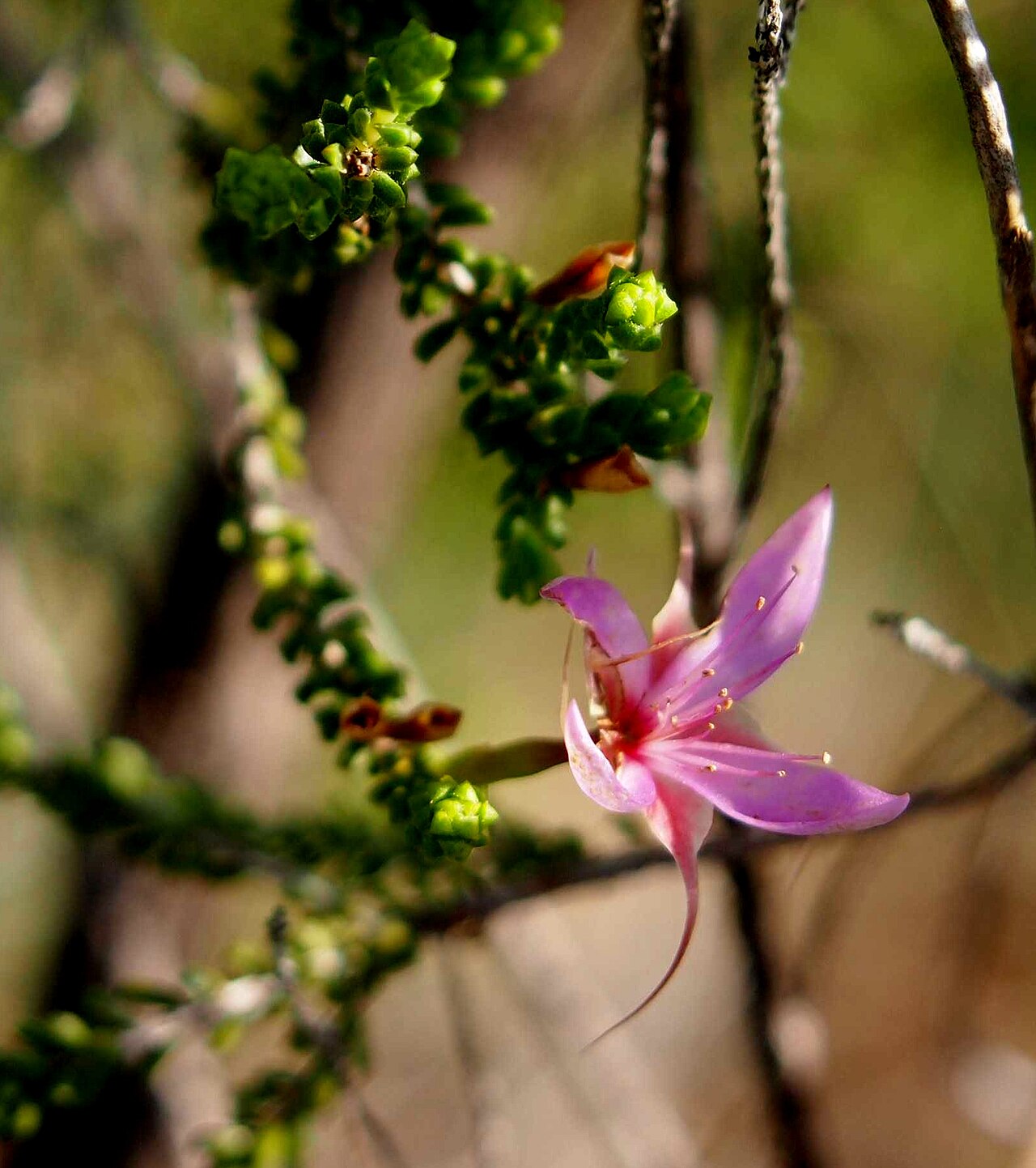 Calytrix microcoma: Calytrix microcoma flower