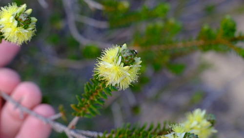 Calytrix pimeleoides (Calytrix pimeleoides)