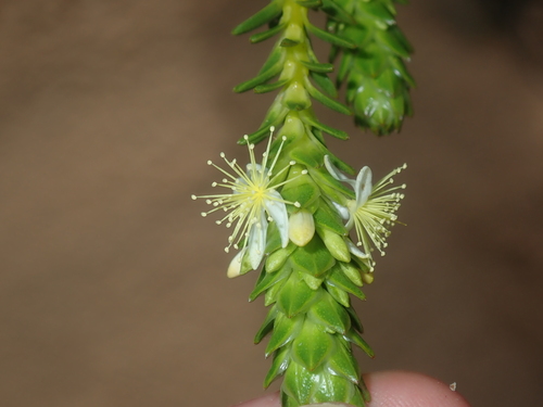Calytrix pimeleoides (Calytrix pimeleoides)