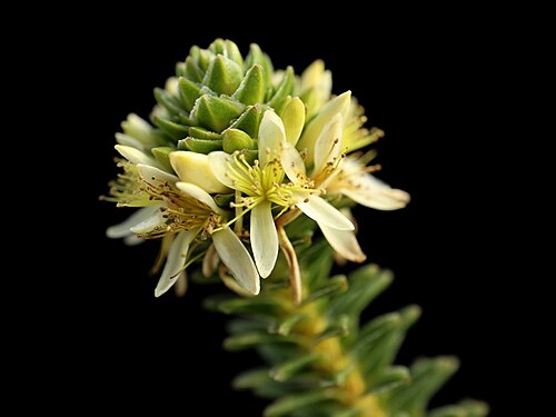 Calytrix pimeleoides: Calytrix pimeleoides in the Australian National Botanic Gardens