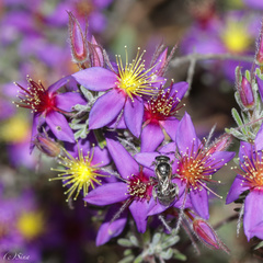 Calytrix plumulosa (Calytrix plumulosa)