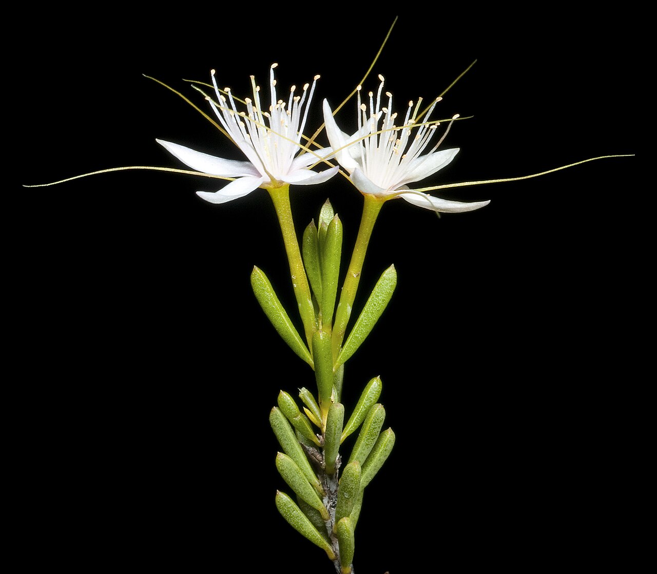 Calytrix praecipua: KRT4146