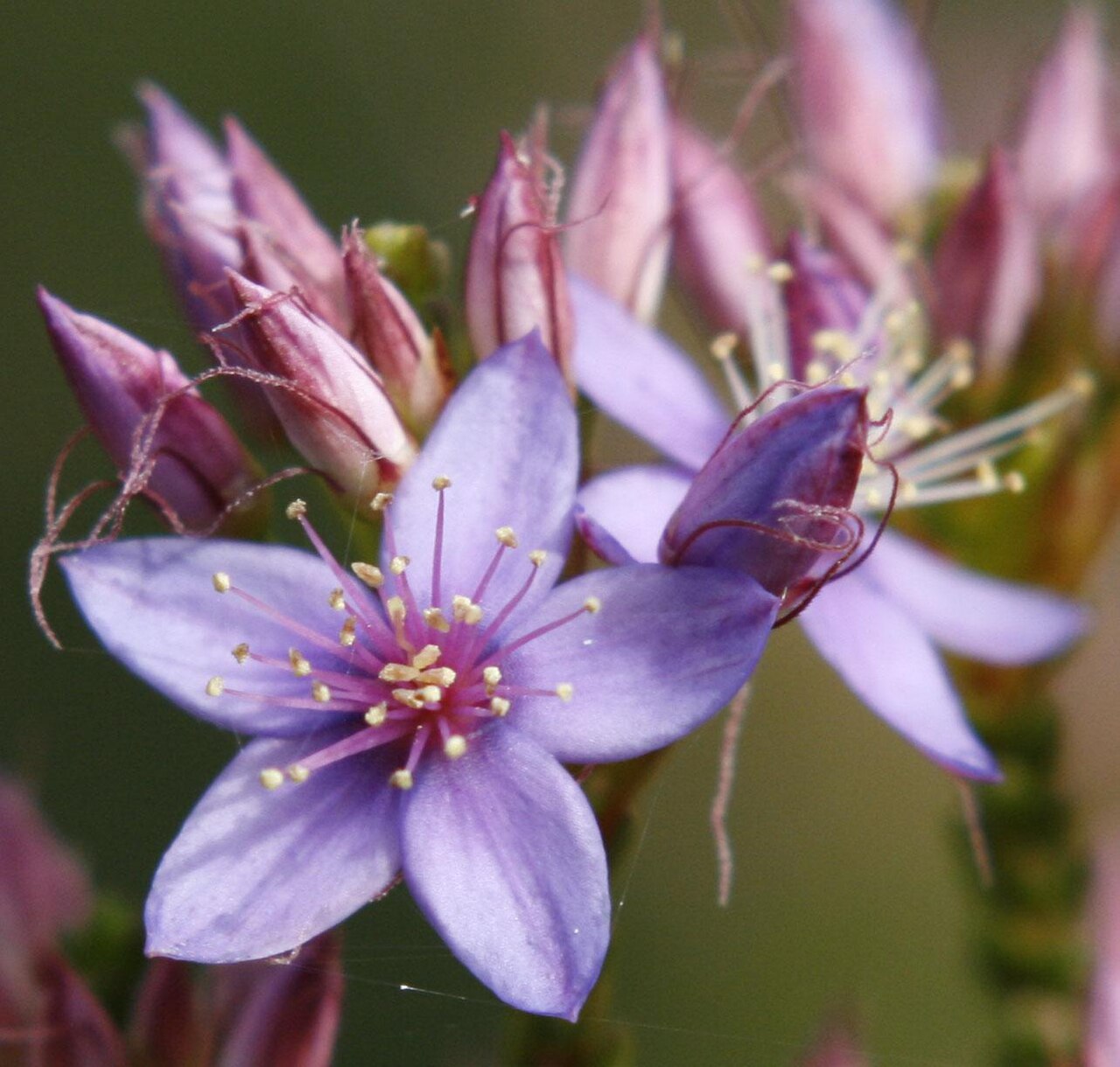 Calytrix sapphirina: Calytrix sapphirina