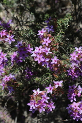 Calytrix sapphirina (Calytrix sapphirina)