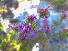 Calytrix sapphirina (Calytrix sapphirina)