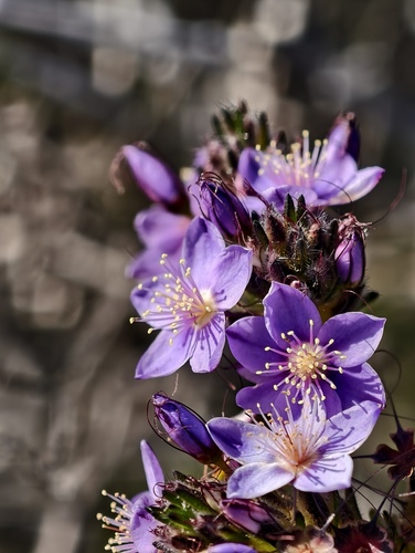 Calytrix sapphirina (Calytrix sapphirina)