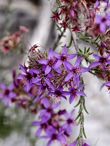 Calytrix sapphirina (Calytrix sapphirina)
