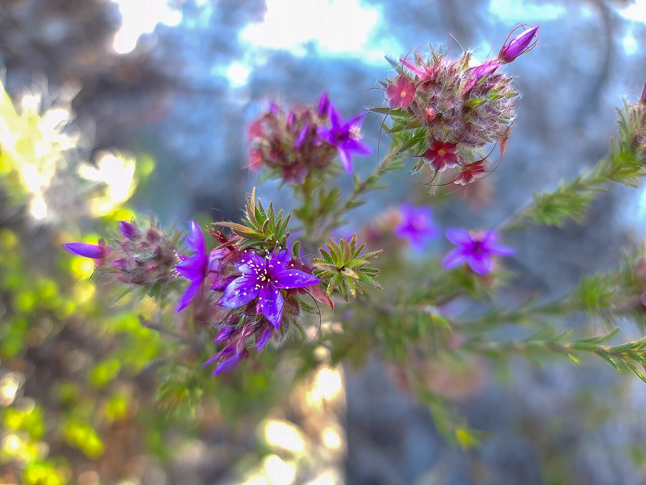 Calytrix sapphirina: Starflower ( Calytrix sapphirina ) in Australia