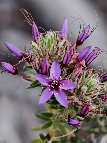 Calytrix sapphirina (Calytrix sapphirina)