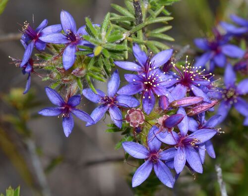 Calytrix sapphirina (Calytrix sapphirina)