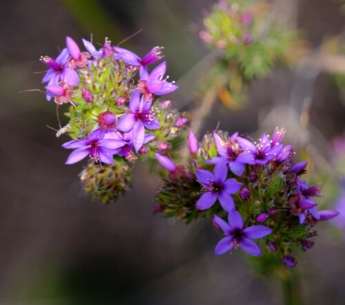 Calytrix sapphirina (Calytrix sapphirina)