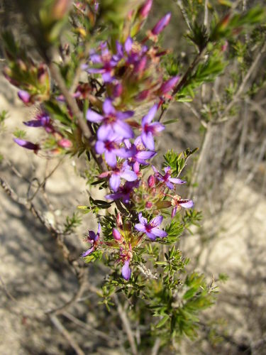 Calytrix sapphirina (Calytrix sapphirina)
