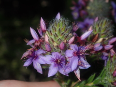 Calytrix sapphirina (Calytrix sapphirina)