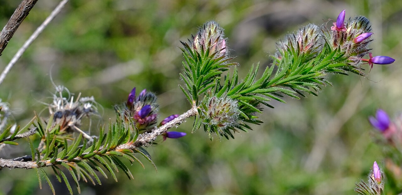 Calytrix sapphirina: Starflower ( Calytrix sapphirina ) in Australia