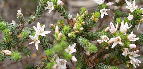Calytrix smeatoniana: Calytrix smeatoniana in Flinders Chase National Park