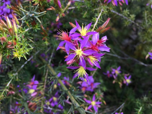 Calytrix strigosa (Calytrix strigosa)
