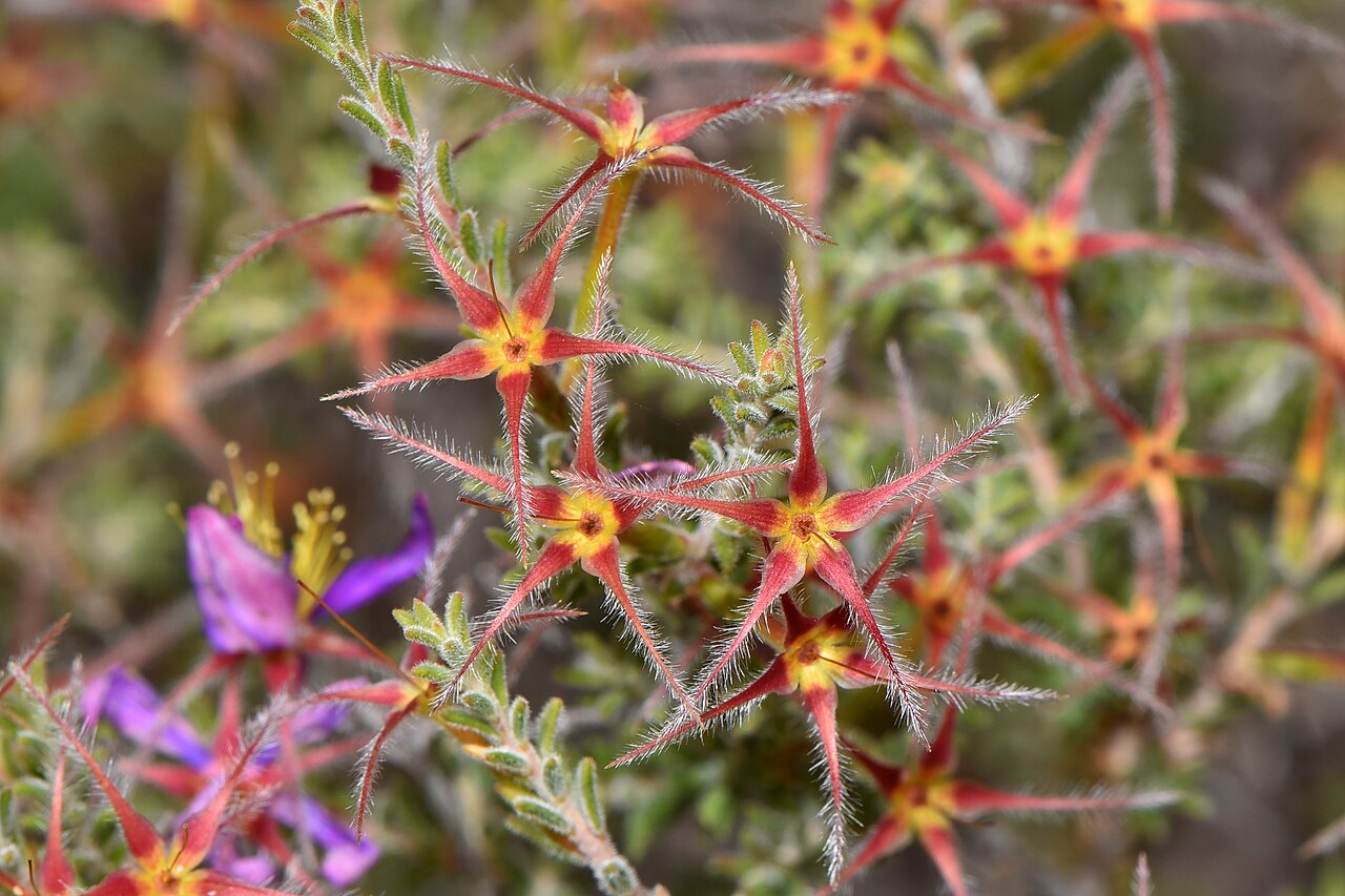 Calytrix strigosa: Calytrix strigosa is a Western Australian endemic species in the myrtle family, Myrtaceae, The shrub grows to a height of 0.15-1.6 metres ). It can flowers most