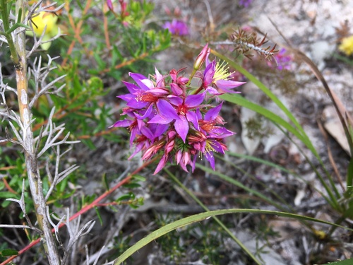 Calytrix strigosa (Calytrix strigosa)