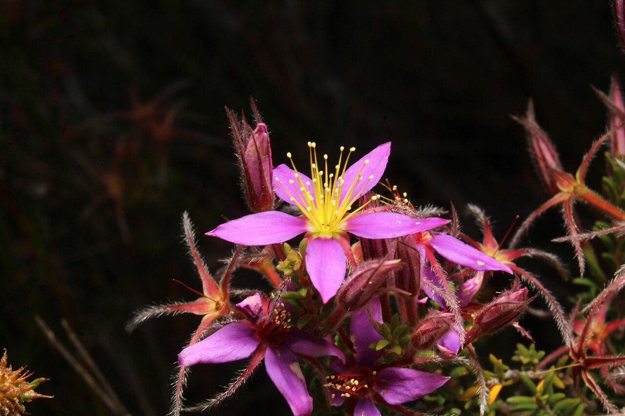 Calytrix strigosa: Calytrix strigosa in Australia