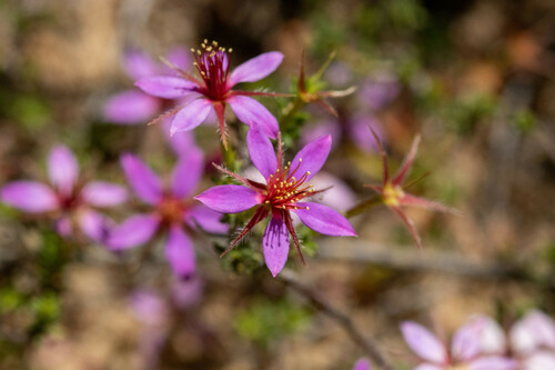 Calytrix strigosa (Calytrix strigosa)