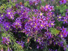 Calytrix strigosa (Calytrix strigosa)