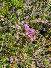 Calytrix strigosa (Calytrix strigosa)