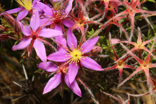 Calytrix strigosa (Calytrix strigosa)