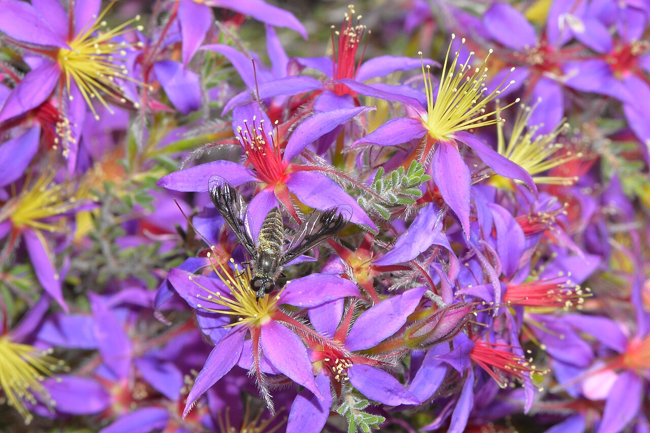 Calytrix strigosa: Calytrix strigosa is a Western Australian endemic species in the myrtle family, Myrtaceae, The shrub grows to a height of 0.15-1.6 metres ). It can flowers most