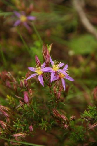 Calytrix strigosa (Calytrix strigosa)