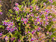 Calytrix strigosa (Calytrix strigosa)