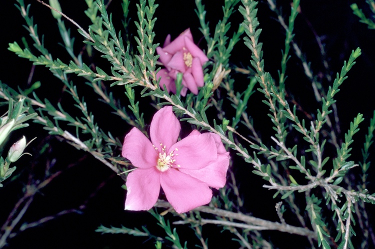 Superb star-flower: Calytrix superba in the Australian National Botanic Gardens
