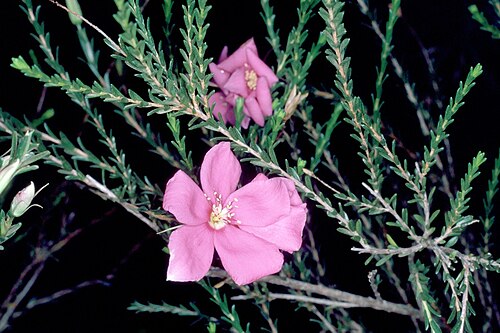Superb star-flower: Calytrix superba in the Australian National Botanic Gardens
