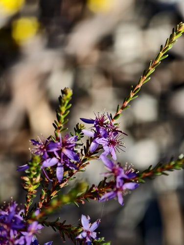 Calytrix sylvana (Calytrix sylvana)