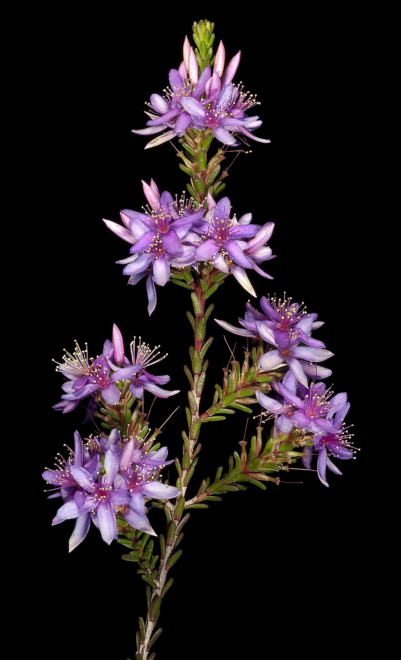 Calytrix sylvana: KRT4026