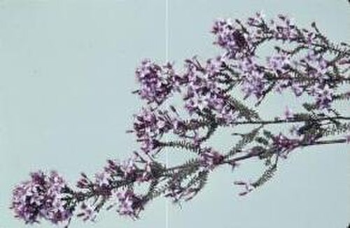 Calytrix tenuiramea: Calytrix tenuiramea