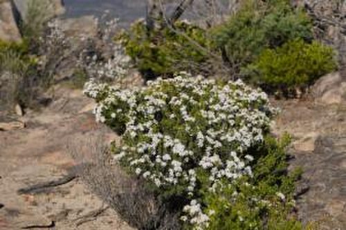 Calytrix tetragona: Calytrix tetragona near Roses Gap in the Grampians National Park
