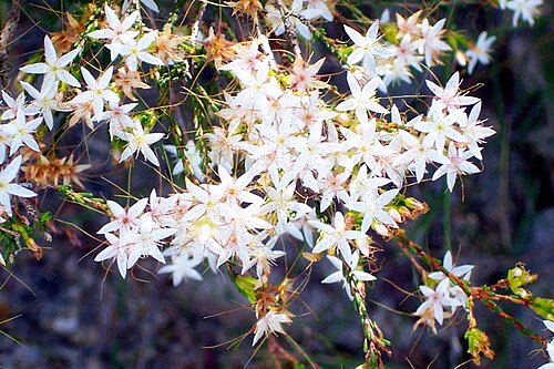 Calytrix tetragona: Calytrix tetragona at Ku-ring-gai Chase National Park, Australia