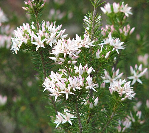 Calytrix tetragona: Calytrix tetragona (labelled as Calytrix sullivanii ) Maranoa Gardens, Balwyn, Victoria, Australia