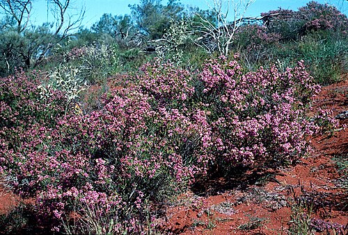 Calytrix truncatifolia: Calytrix truncatifolia on the NW Coastal Highway, 15 km S of Minilya, Western Australia
