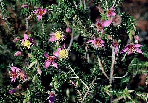 Calytrix truncatifolia: Calytrix truncatifolia on Cape Range Road, 40 km from North-West Coastal highway, Western Australia