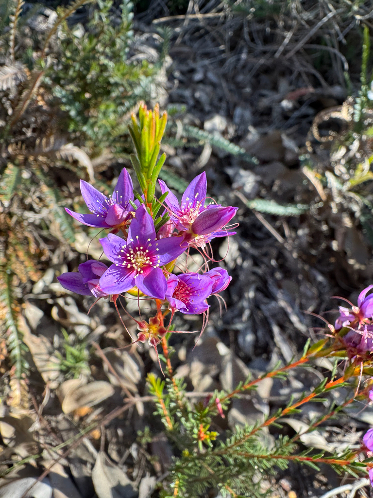 Calytrix variabilis (Calytrix variabilis)