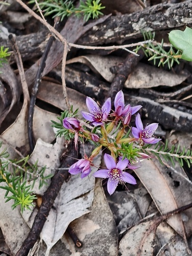 Calytrix variabilis (Calytrix variabilis)